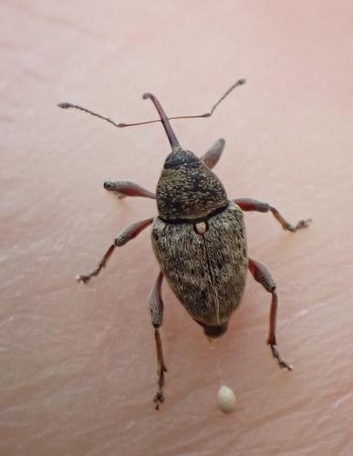 Réf. 311 281 : Curculio nucum
